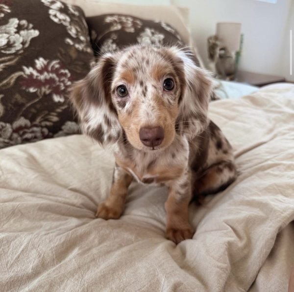 Miles, Dachshund