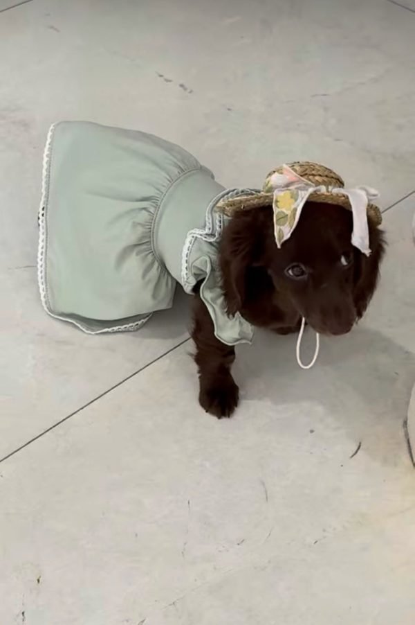 Mila, Dachshund