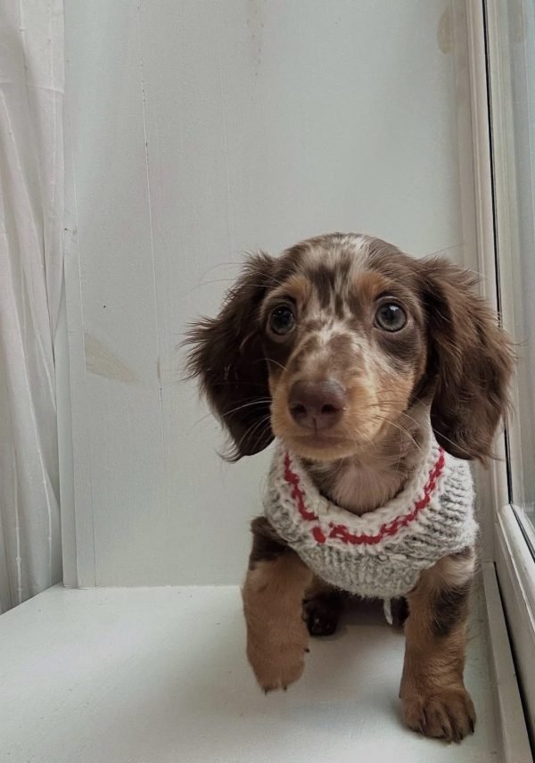 Amanda, Dachshund