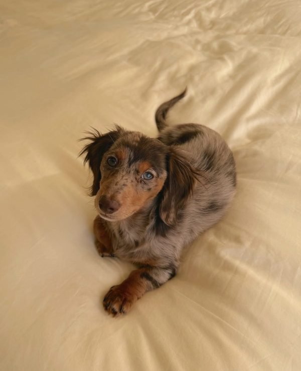 Fig, Miniature dachshund