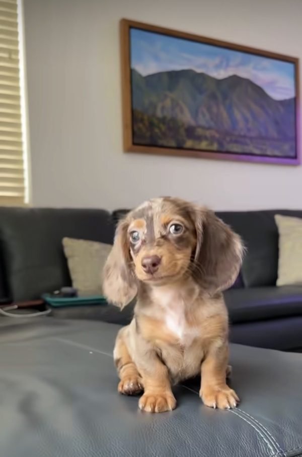 Lola, Dachshund