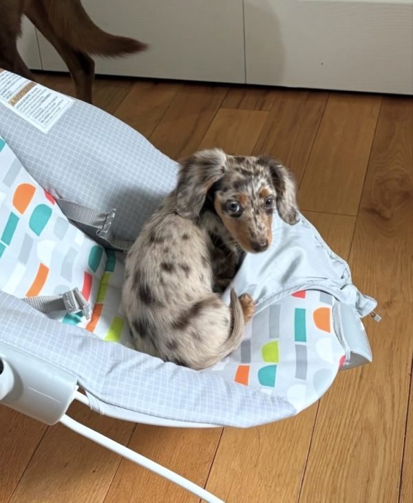 Martini, Miniature dachshund