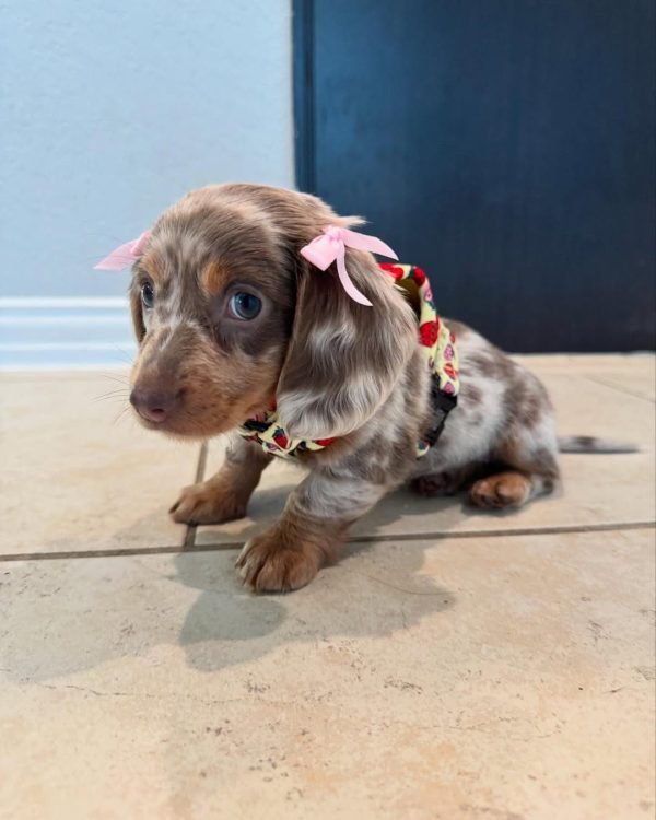 Blu, Dachshund