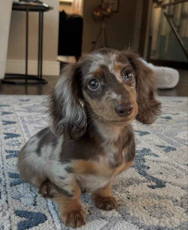 Crumpet, Miniature dachshund