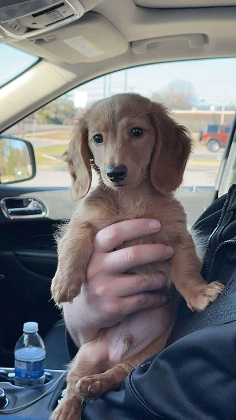 Ryan & Kelly.'s puppy
