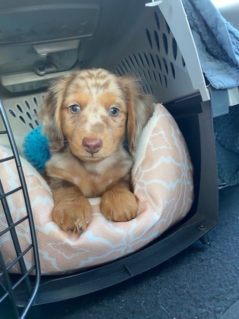 Marcus Williamson.'s puppy
