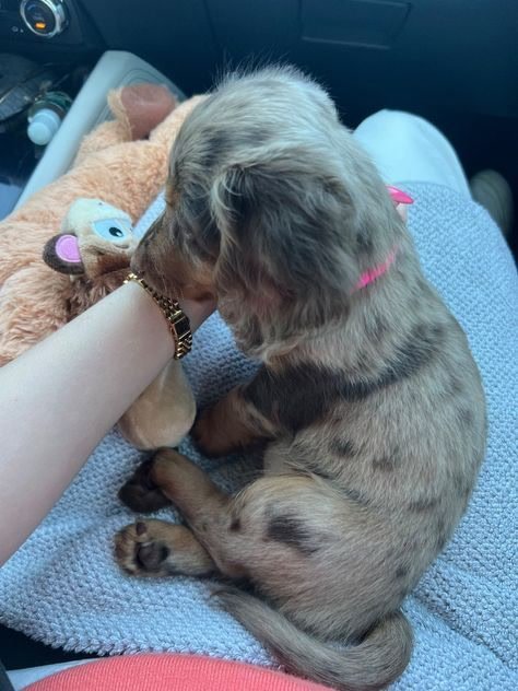 Sarah Melvis.'s puppy