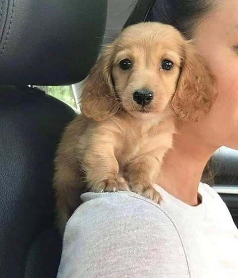 Sophia sussan.'s puppy