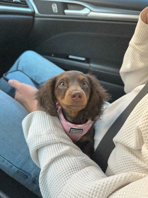 Priya Selia.'s puppy